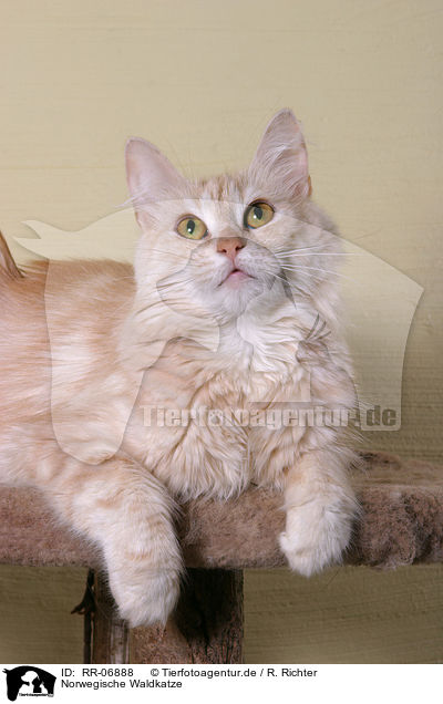 Norwegische Waldkatze / norwegian forest cat / RR-06888