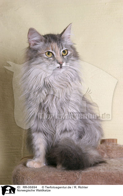 Norwegische Waldkatze / norwegian forest cat / RR-06894