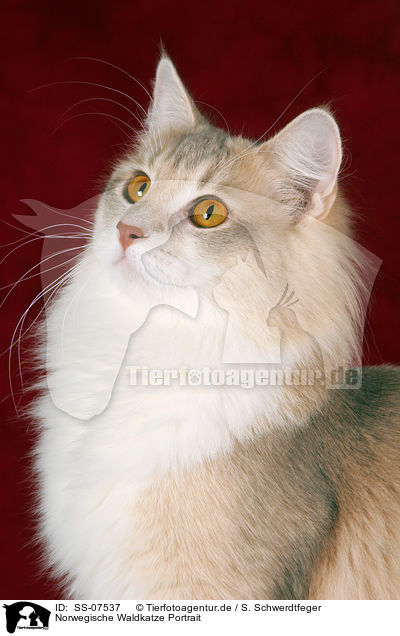 Norwegische Waldkatze Portrait / Norwegian Forest Cat Portrait / SS-07537