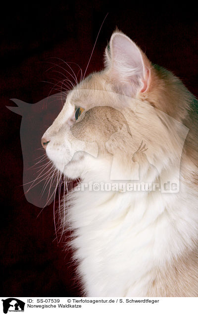 Norwegische Waldkatze / Norwegian Forest Cat / SS-07539