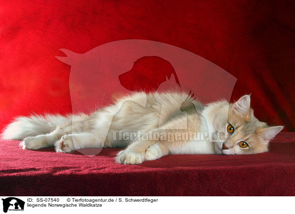 liegende Norwegische Waldkatze / lying Norwegian Forest Cat / SS-07540