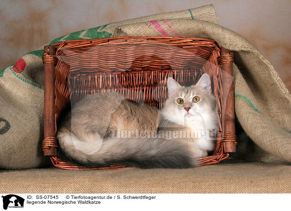 liegende Norwegische Waldkatze / SS-07545
