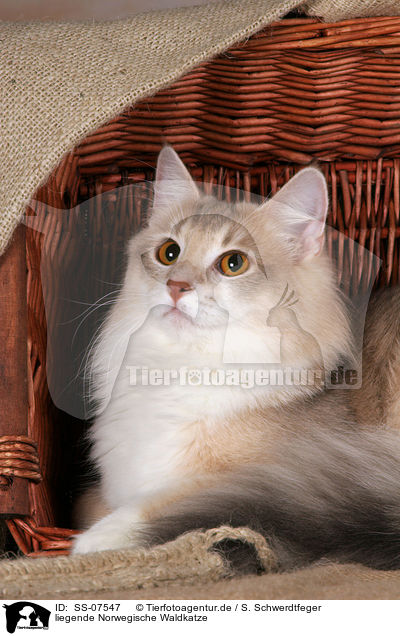 liegende Norwegische Waldkatze / SS-07547