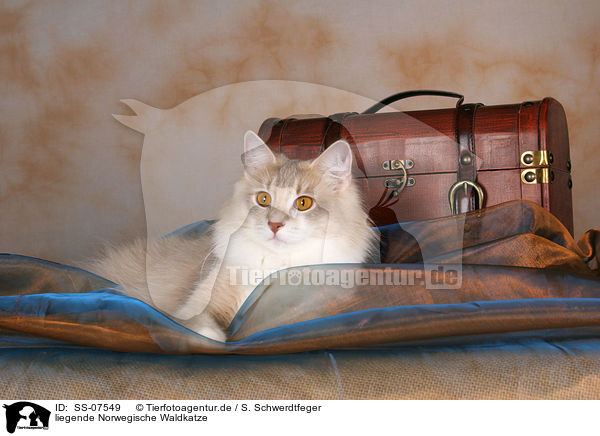 liegende Norwegische Waldkatze / lying Norwegian Forest Cat / SS-07549