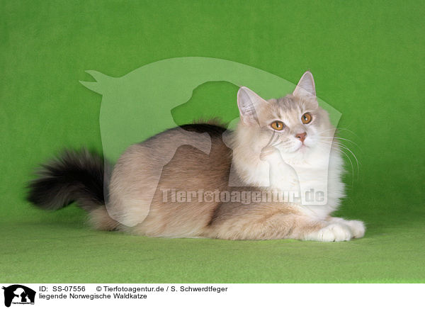liegende Norwegische Waldkatze / lying Norwegian Forest Cat / SS-07556