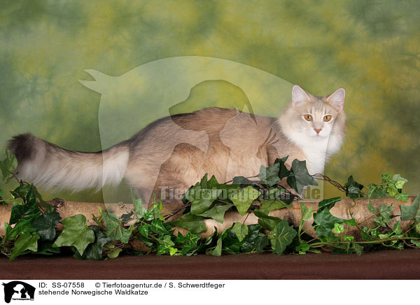 stehende Norwegische Waldkatze / standing Norwegian Forest Cat / SS-07558