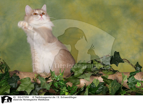 sitzende Norwegische Waldkatze / SS-07559