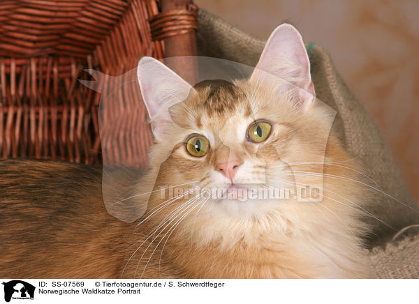 Norwegische Waldkatze Portrait / Norwegian Forest Cat Portrait / SS-07569