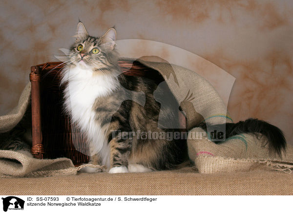 sitzende Norwegische Waldkatze / sitting Norwegian Forest Cat / SS-07593