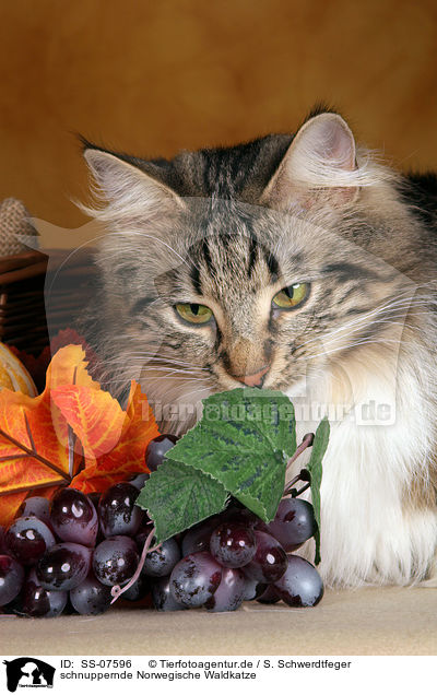 schnuppernde Norwegische Waldkatze / snuffling Norwegian Forest Cat / SS-07596