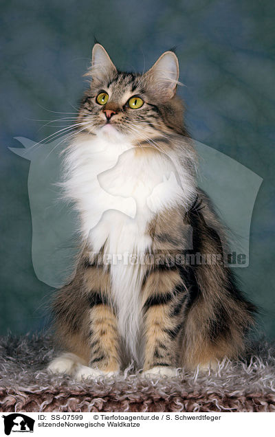 sitzendeNorwegische Waldkatze / sitting Norwegian Forest Cat / SS-07599