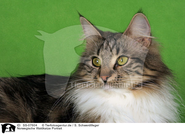 Norwegische Waldkatze Portrait / SS-07604