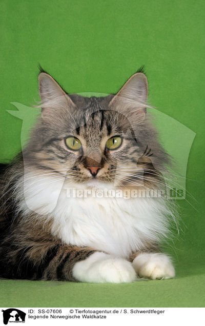 liegende Norwegische Waldkatze / SS-07606