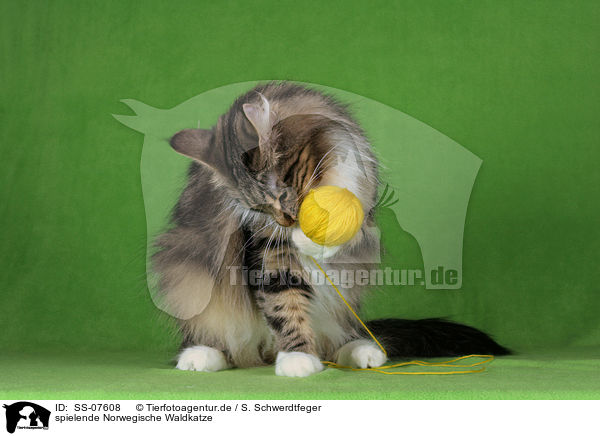 spielende Norwegische Waldkatze / SS-07608