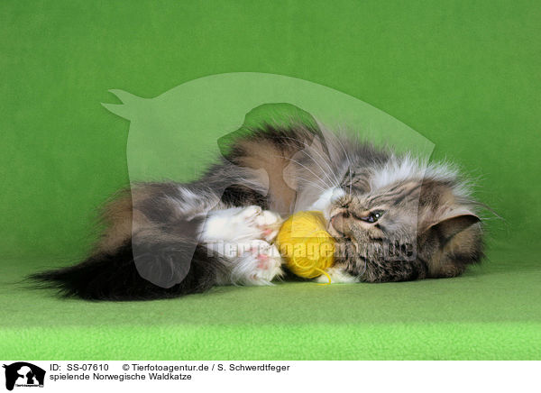 spielende Norwegische Waldkatze / playing Norwegian Forest Cat / SS-07610