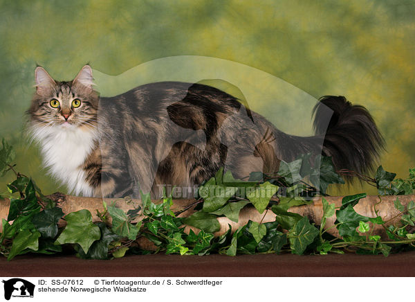 stehende Norwegische Waldkatze / standing Norwegian Forest Cat / SS-07612