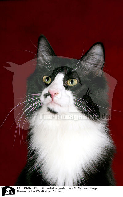 Norwegische Waldkatze Portrait / Norwegian Forest Cat Portrait / SS-07613