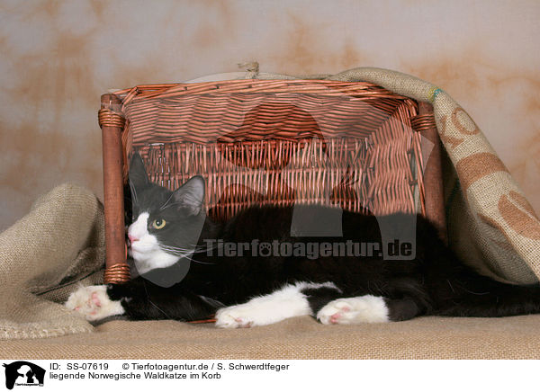liegende Norwegische Waldkatze im Korb / lying Norwegian Forest Cat in basket / SS-07619