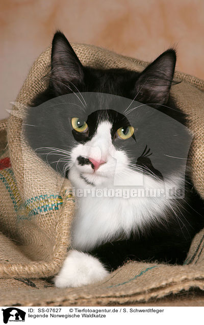 liegende Norwegische Waldkatze / lying Norwegian Forest Cat / SS-07627