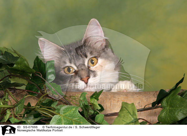 Norwegische Waldkatze Portrait / Norwegian Forest Cat Portrait / SS-07666