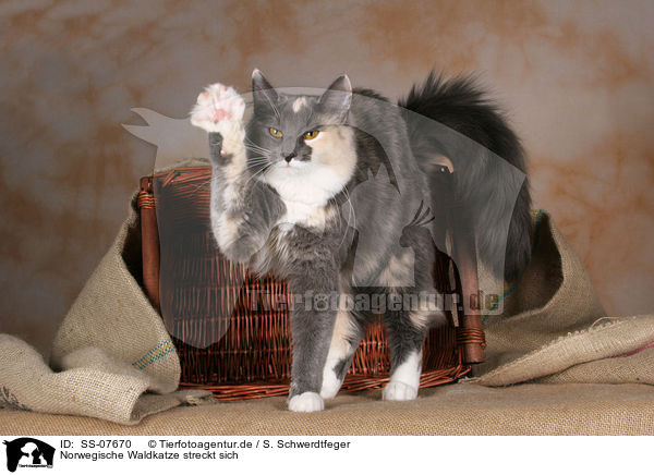 Norwegische Waldkatze streckt sich / stretching Norwegian Forest Cat / SS-07670