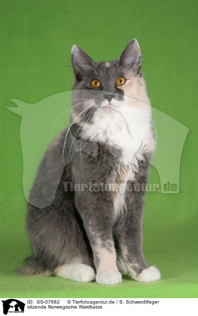 sitzende Norwegische Waldkatze / sitting Norwegian Forest Cat / SS-07682