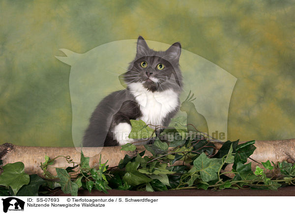Nsitzende Norwegische Waldkatze / Norwegian Forest Cat / SS-07693