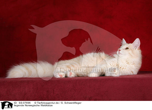 liegende Norwegische Waldkatze / SS-07696