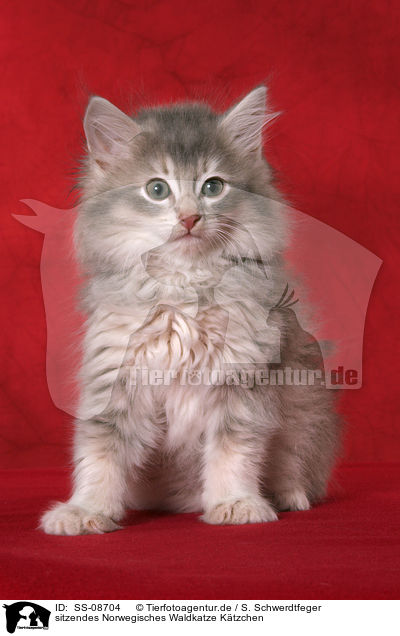 sitzendes Norwegisches Waldkatze Ktzchen / sitting Norwegian Forest Kitten / SS-08704