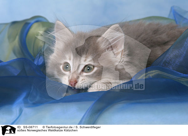 ses Norwegisches Waldkatze Ktzchen / SS-08711