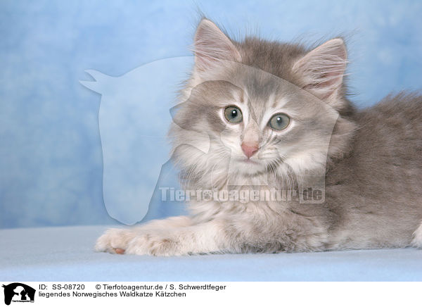 liegendes Norwegisches Waldkatze Ktzchen / lying Norwegian Forest Kitten / SS-08720