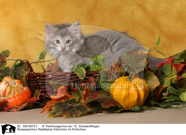 Norwegisches Waldkatze Ktzchen im Krbchen / SS-08721