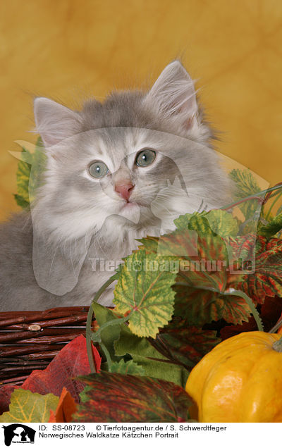 Norwegisches Waldkatze Ktzchen Portrait / Norwegian Forest Kitten Portrait / SS-08723