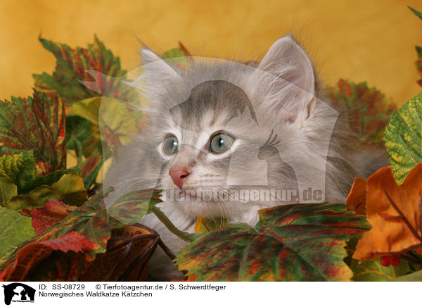 Norwegisches Waldkatze Ktzchen / Norwegian Forest Kitten / SS-08729