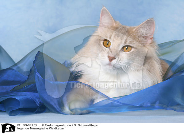 liegende Norwegische Waldkatze / lying Norwegian Forest Cat / SS-08755