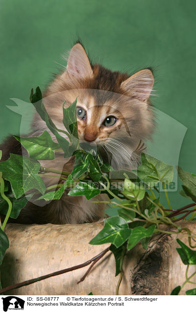Norwegisches Waldkatze Ktzchen Portrait / Norwegian Forest Kitten Portrait / SS-08777