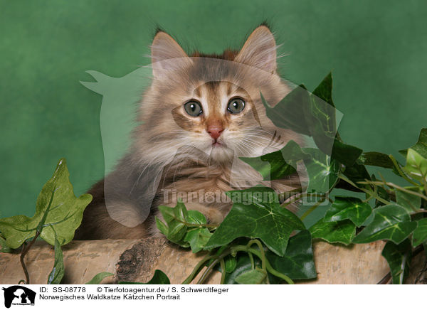 Norwegisches Waldkatze Ktzchen Portrait / Norwegian Forest Kitten Portrait / SS-08778