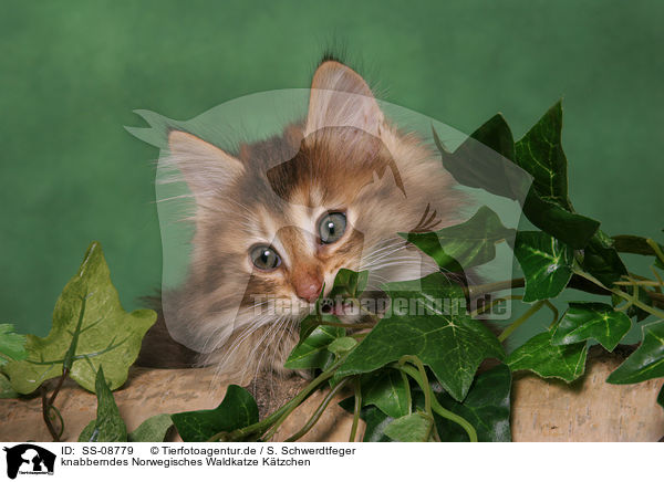 knabberndes Norwegisches Waldkatze Ktzchen / nibbling Norwegian Forest Kitten / SS-08779