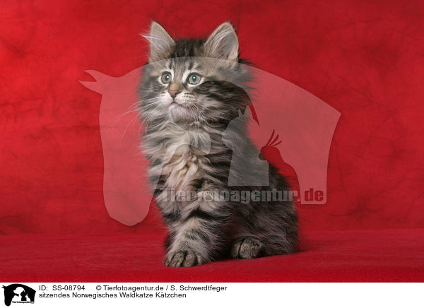 sitzendes Norwegisches Waldkatze Ktzchen / sitting Norwegian Forest Kitten / SS-08794