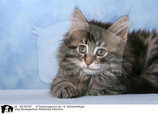 lying Norwegisches Waldkatze Ktzchen / SS-08797