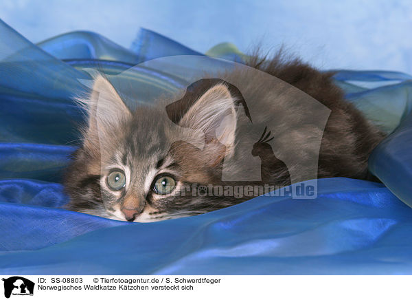 Norwegisches Waldkatze Ktzchen versteckt sich / hiding Norwegian Forest Kitten / SS-08803