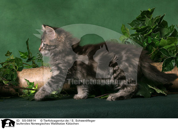 laufendes Norwegisches Waldkatze Ktzchen / walking Norwegian Forest Kitten / SS-08814