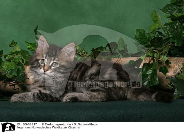 liegendes Norwegisches Waldkatze Ktzchen / lying Norwegian Forest Kitten / SS-08817