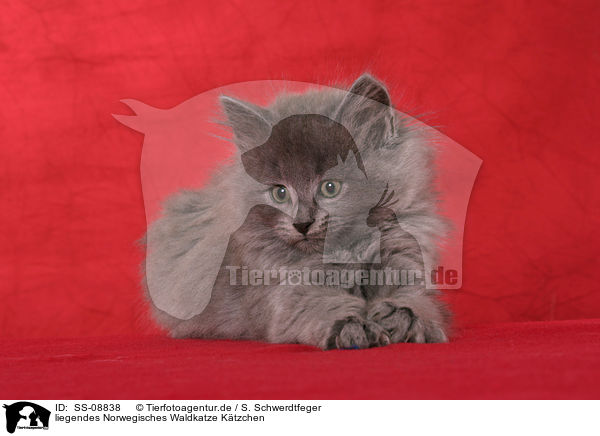liegendes Norwegisches Waldkatze Ktzchen / lying Norwegian Forest Kitten / SS-08838