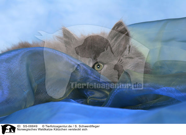Norwegisches Waldkatze Ktzchen versteckt sich / SS-08849
