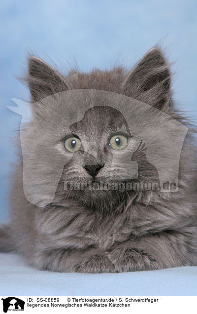 liegendes Norwegisches Waldkatze Ktzchen / lying Norwegian Forest Kitten / SS-08859