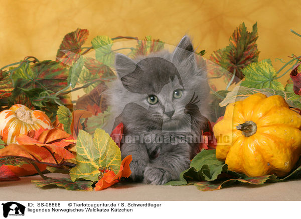liegendes Norwegisches Waldkatze Ktzchen / SS-08868