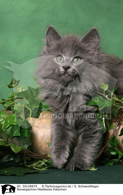 Norwegisches Waldkatze Ktzchen / SS-08875