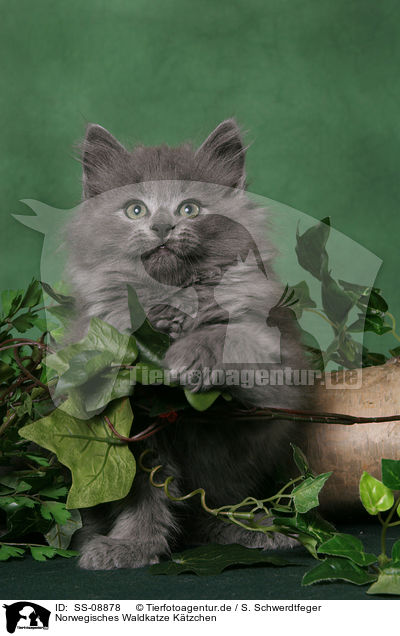 Norwegisches Waldkatze Ktzchen / SS-08878