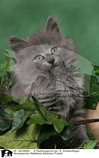 Norwegisches Waldkatze Ktzchen Portrait / Norwegian Forest Kitten Portrait / SS-08880